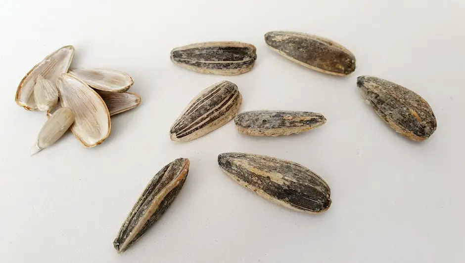 what do grass seeds look like in dogs