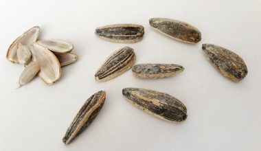 what do verbascum seeds look like