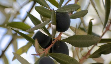 how to grow an avocado seed in water