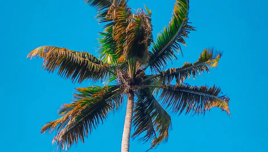 how to plant coconut tree