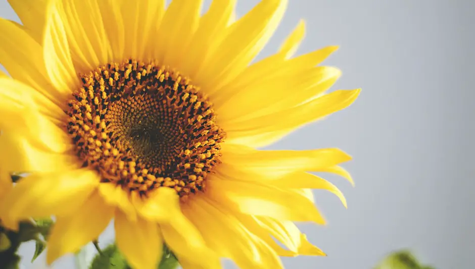 how to plant sunflower seeds