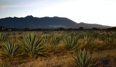 how long does it take to grow an agave plant