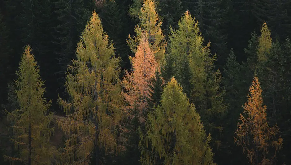 when to trim trees