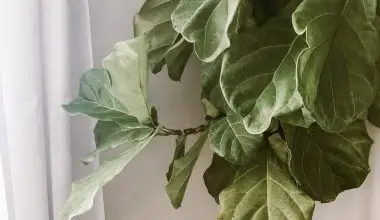 does a fiddle leaf fig tree grow figs