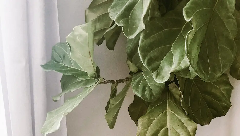 does a fiddle leaf fig tree grow figs