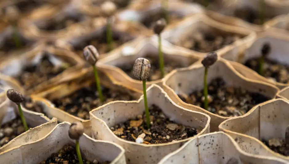 do marigolds self seed