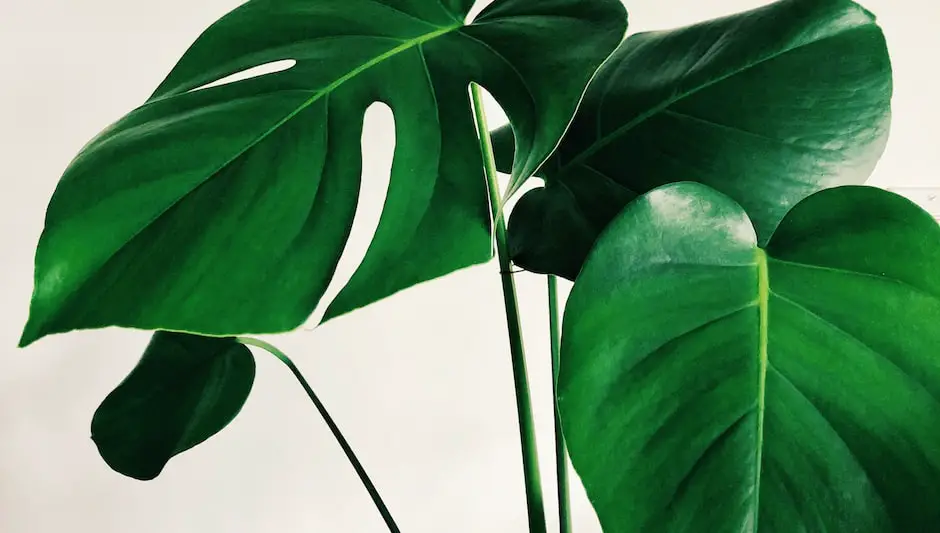 when should i water my indoor plants