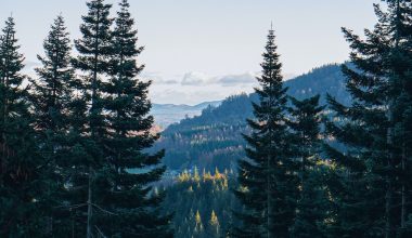 where in the philippines would pine trees likely grow