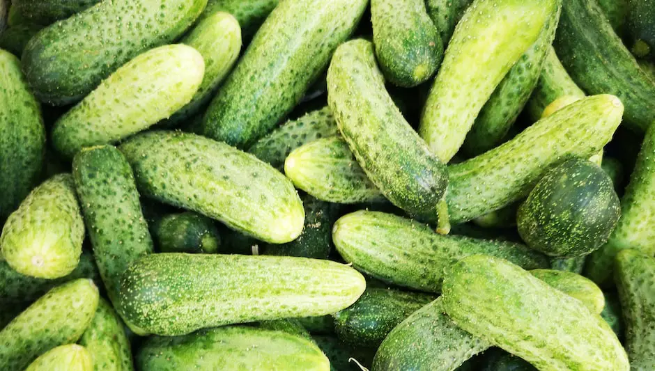 how far apart to plant cucumbers in a raised bed