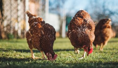 can i keep chickens in my garden uk