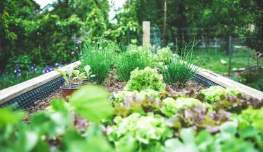how to start a veggie garden from scratch