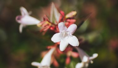 when to prune abelia