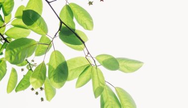 how to grow your own lime tree
