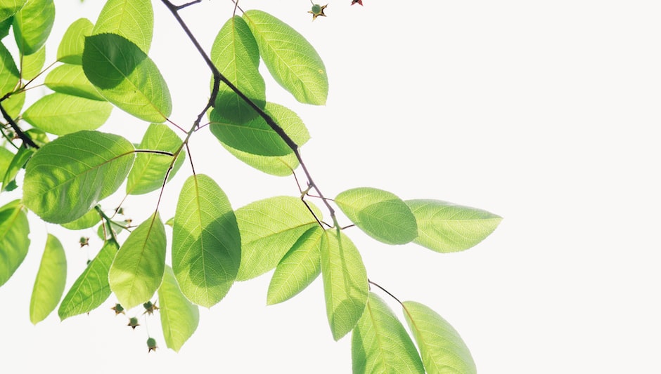 how to grow your own lime tree