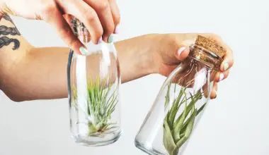 what to do with air plants