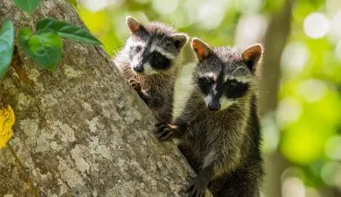 what to use to keep raccoons away from garden