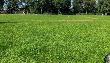 how to seed grass with dogs