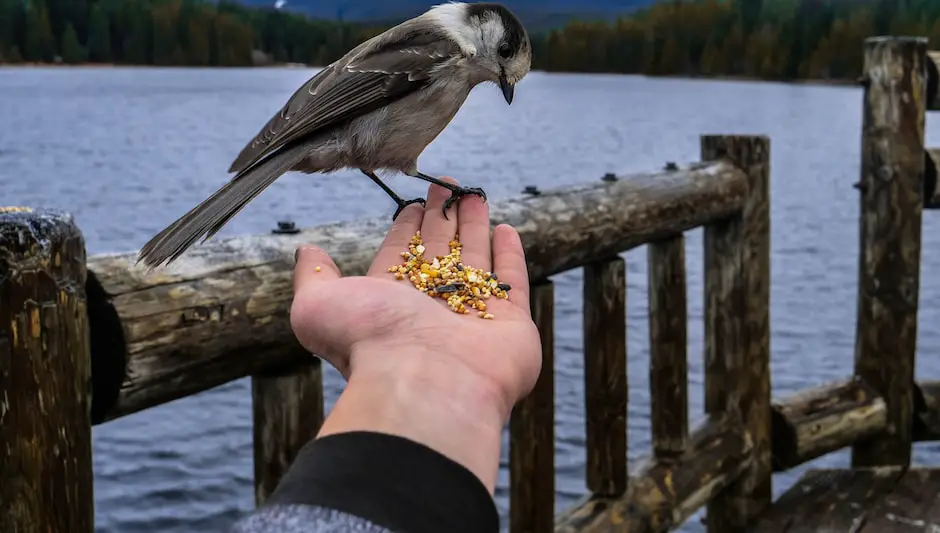 how deep to plant lupine seeds