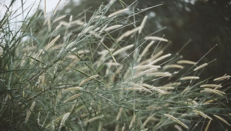 when does bermuda grass come out of dormancy