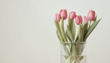 what do you do with hydroponic tulips after they bloom
