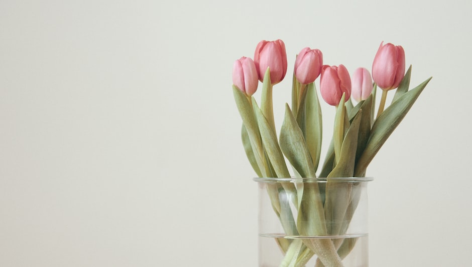 What Do You Do With Hydroponic Tulips After They Bloom?