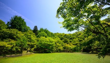 how to kill fungus in grass