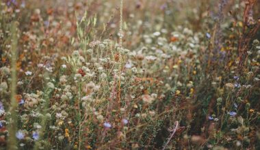 how to apply mulch to a garden