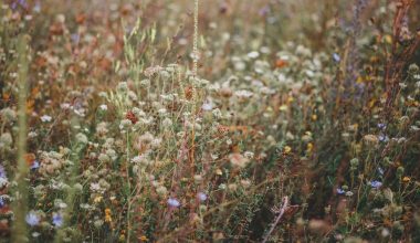 how to apply mulch to a garden