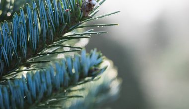 where do blue spruce trees grow best