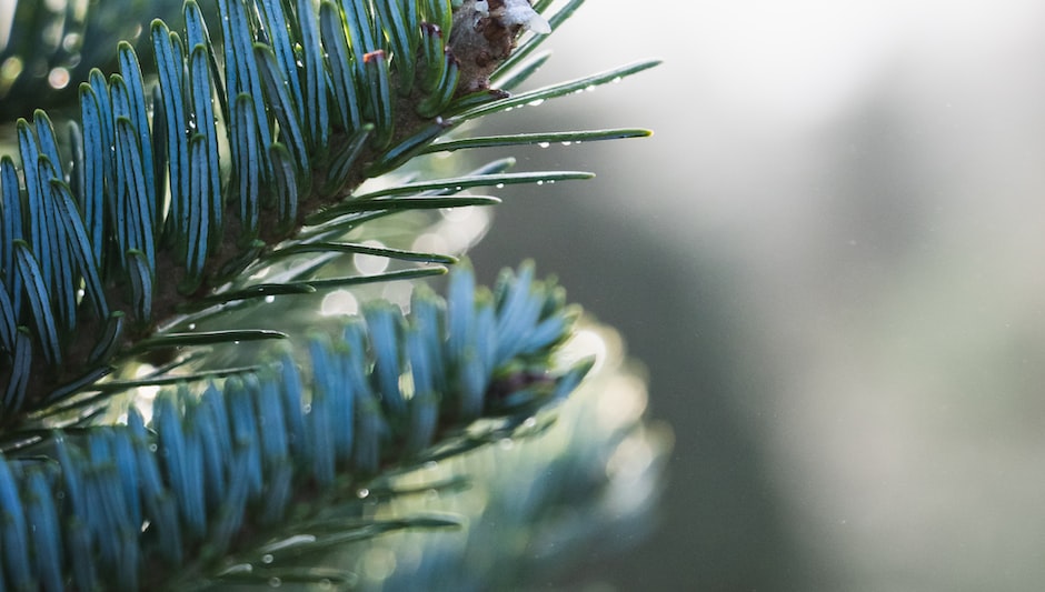 where do blue spruce trees grow best
