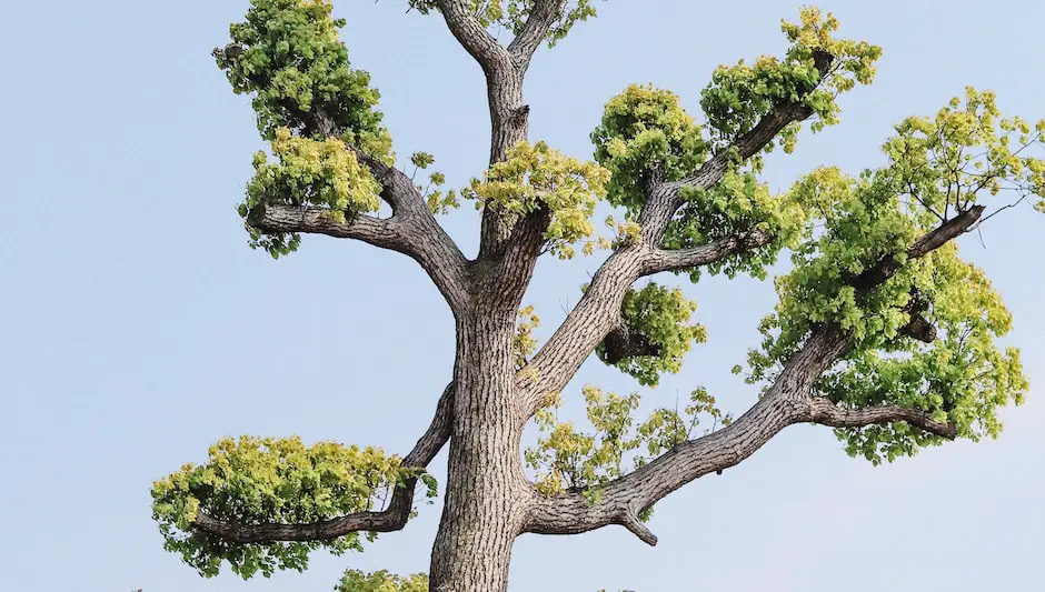 how to prune tall conifer trees