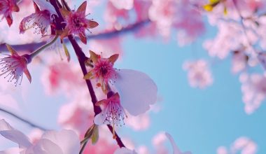 how to grow a japanese cherry blossom tree from seed