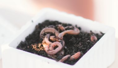 how to make a worm compost bin