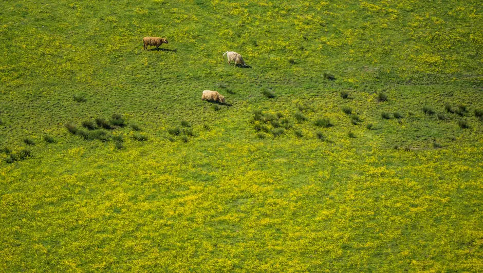 why do cows eat grass