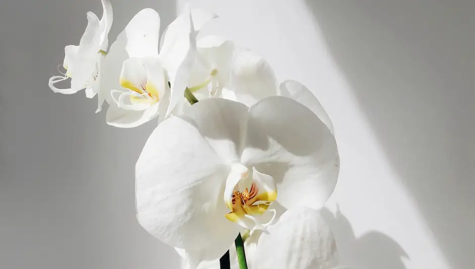 how to make orchid flowers grow back