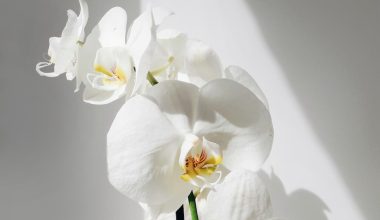 why do orchids die