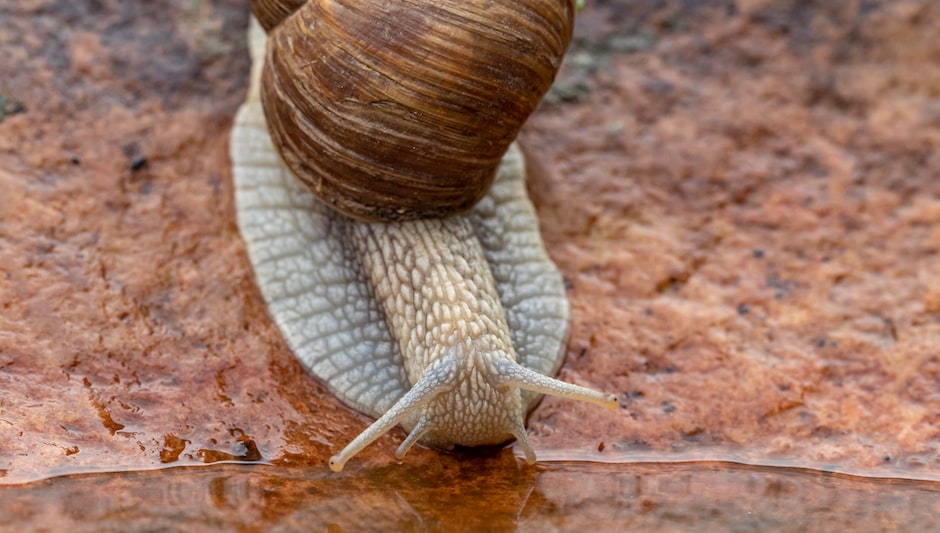 how to keep snails out of garden