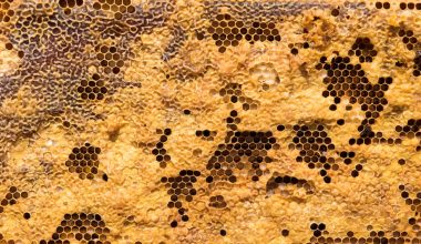 how do beekeepers harvest honey