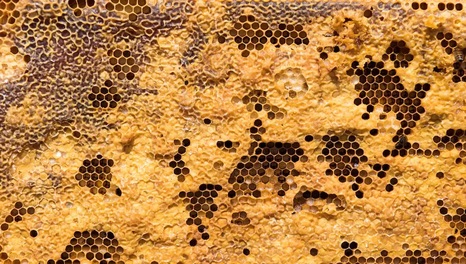 how do beekeepers harvest honey