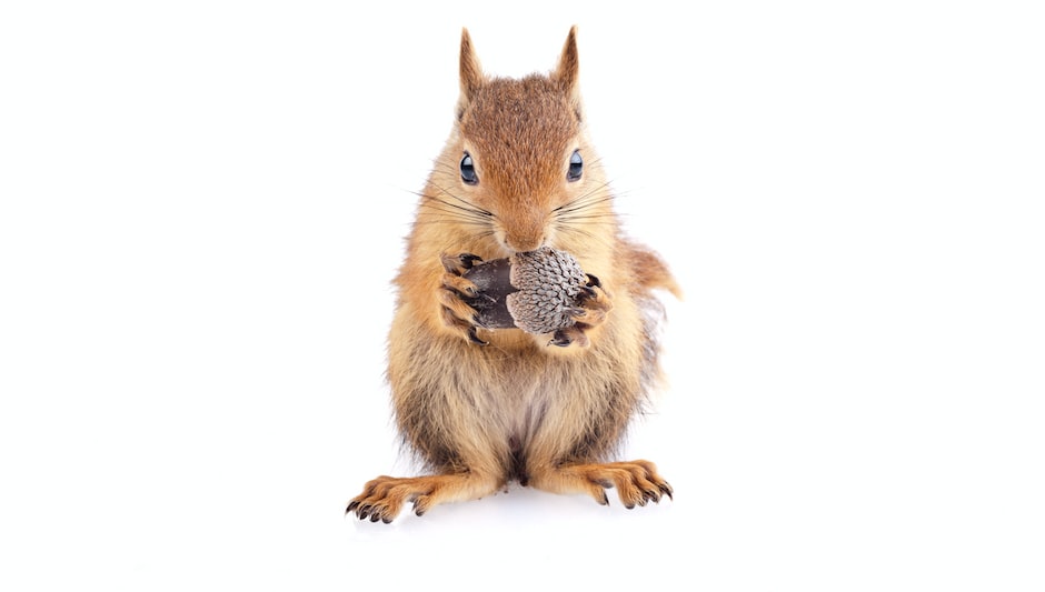 Are Oak Seeds Edible? (Fully Explained Inside!)