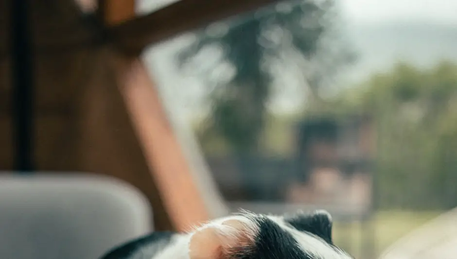 Can Hamsters Eat Melon Seeds? (Finally Explained!)