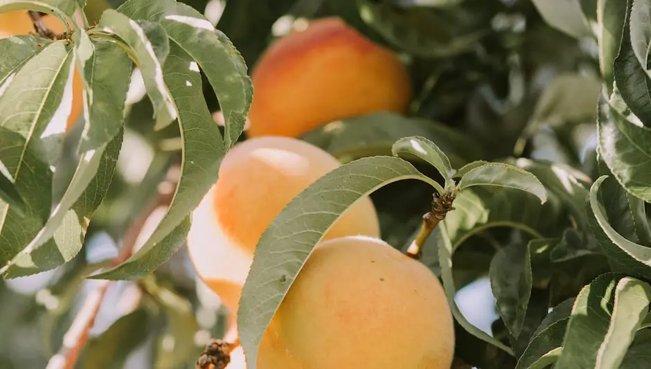 can you grow an apricot tree from a seed