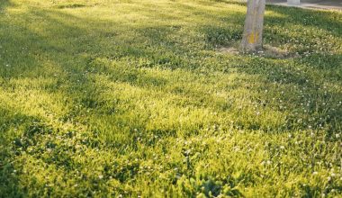 how long to water new grass