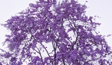when to prune lilacs in oregon