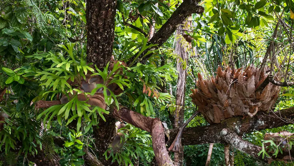 how to put a staghorn fern in a hanging basket