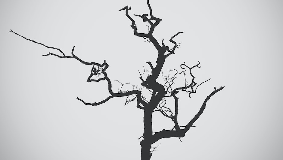 How To Trim A Tree Properly Easily Explained Inside how-to-trim-a-tree-properly-easily-explained-inside