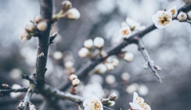 how to grow a hawthorn tree from seed