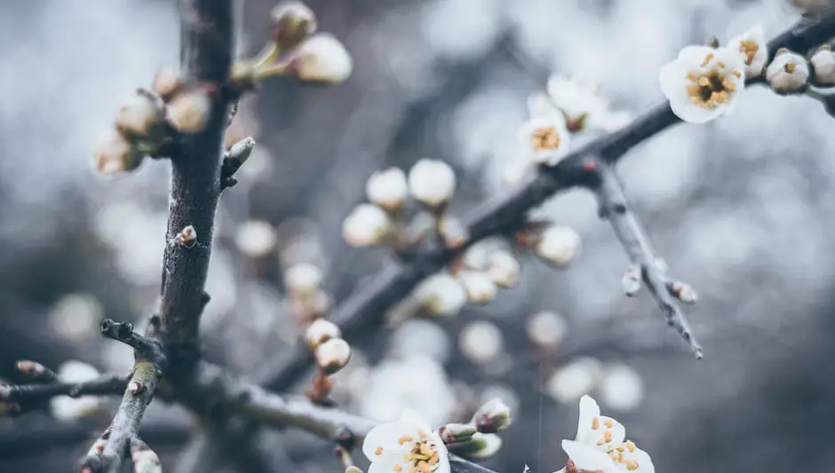 how to grow a hawthorn tree from seed