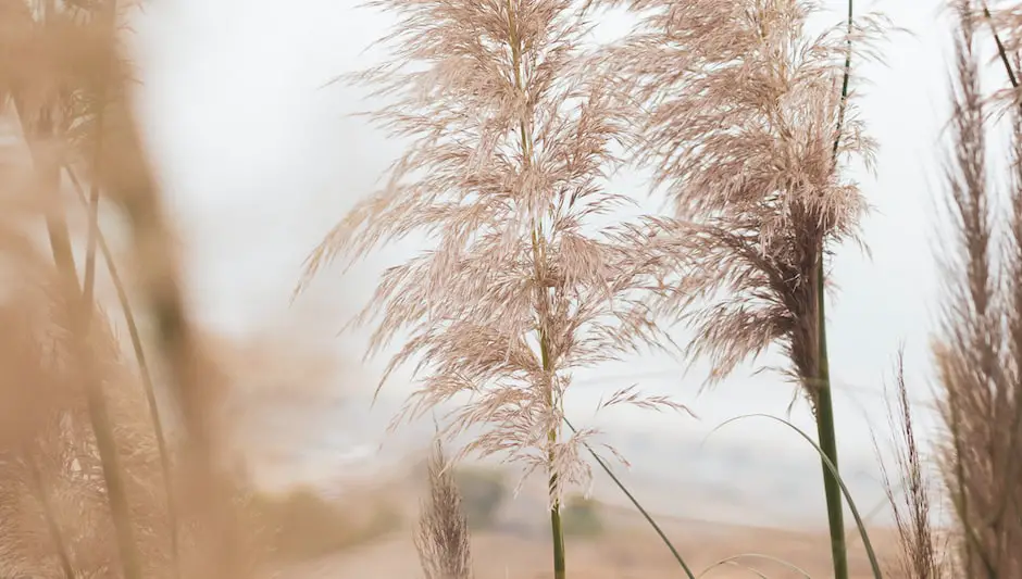 how to plant pampas grass seeds