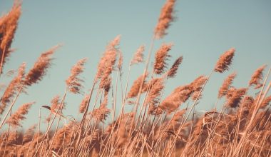 does pampas grass die